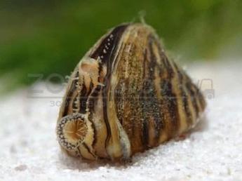Улитка Дрейссана - пресноводная моллюск двухстворчатый