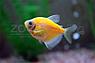 Тернеция Glo Fish Оранжевая 2,5-2,8 см, фото 2