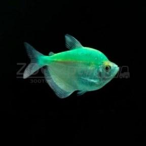 Тернеция Glo Fish Темно зеленые Мята 2,5-2,8 см - фото 1 - id-p168936593