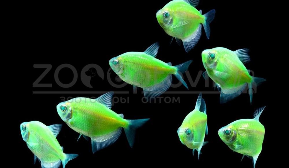 Тернеция Glo Fish Темно зеленые Мята 2,5-2,8 см - фото 2 - id-p168936593
