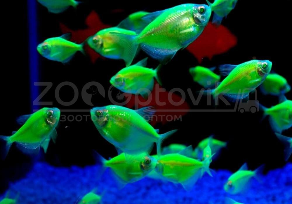 Тернеция Glo Fish Темно зеленые Мята 2,5-2,8 см - фото 3 - id-p168936593