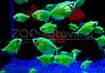 Тернеция Glo Fish Темно зеленые Мята 2,5-2,8 см, фото 3