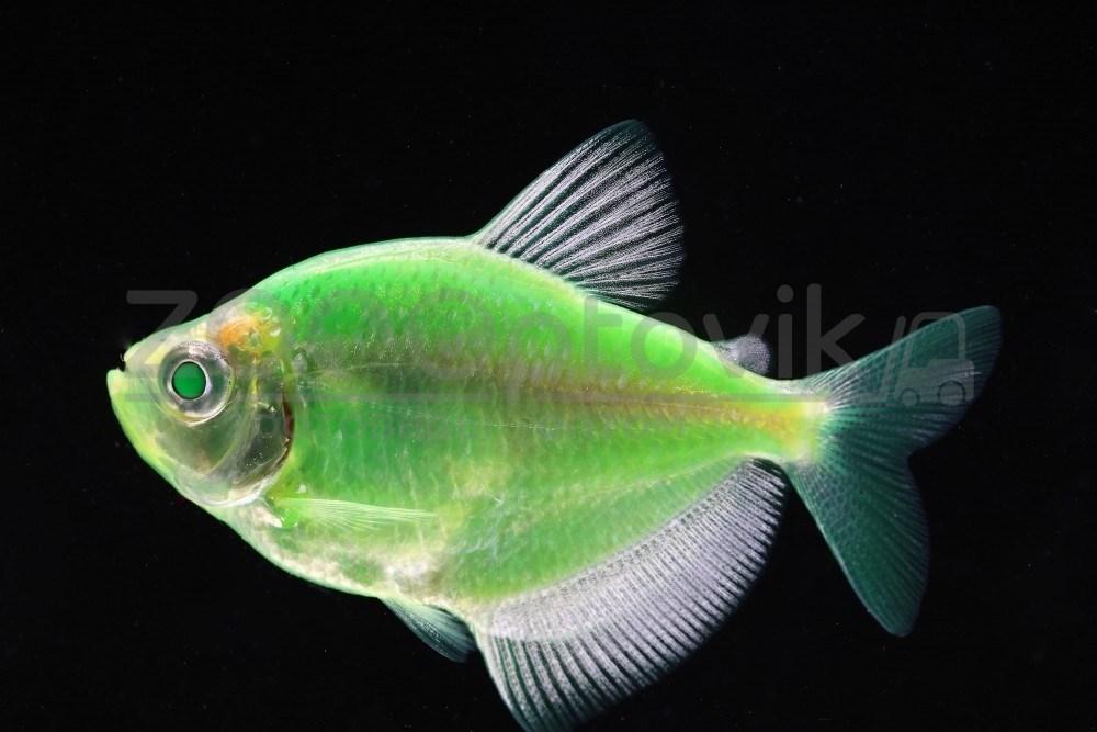 Тернеция Glo Fish Темно зеленые Мята 2,5-2,8 см - фото 4 - id-p168936593