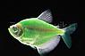 Тернеция Glo Fish Темно зеленые Мята 2,5-2,8 см, фото 4