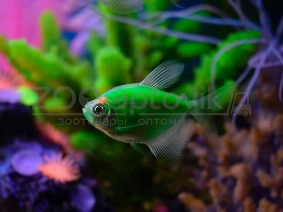 Тернеция Glo Fish Темно зеленые Мята 2,5-2,8 см - фото 5 - id-p168936593