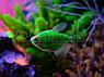 Тернеция Glo Fish Темно зеленые Мята 2,5-2,8 см, фото 5