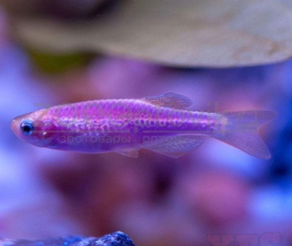 Даино Glo Fish Фиолетовый 1,5-2,0 см - фото 3 - id-p168936594