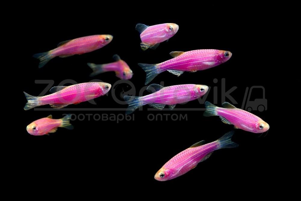Даино Glo Fish Фиолетовый 1,5-2,0 см - фото 4 - id-p168936594