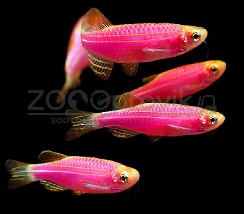 Даино Glo Fish Фиолетовый 1,5-2,0 см - фото 5 - id-p168936594