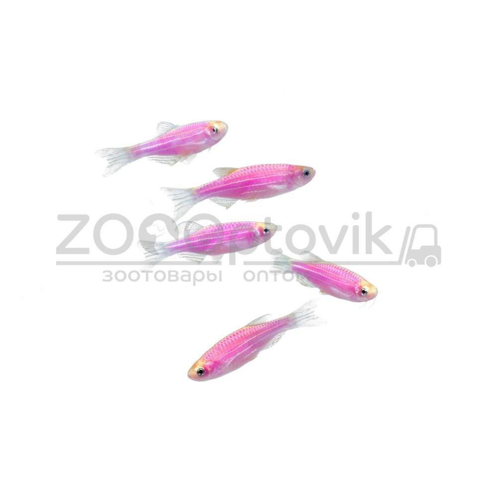Даино Glo Fish Фиолетовый 1,5-2,0 см - фото 6 - id-p168936594