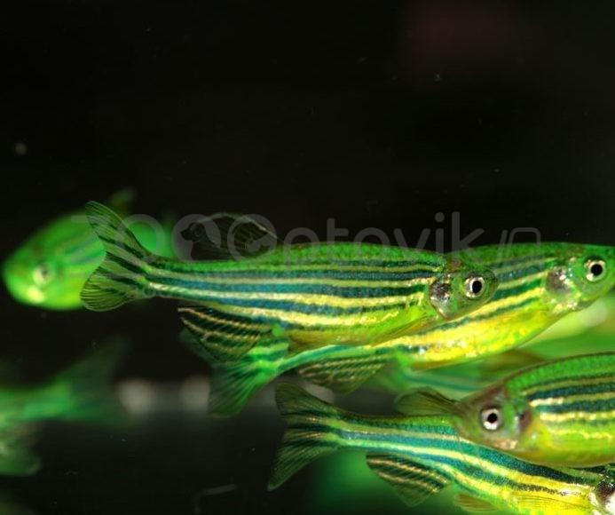Данио Glo Fish Лазер и Мята 1,0-1,5 см - фото 4 - id-p168936595