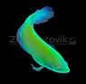 Петушки Glo Fish зеленые 3,5-4,0 см, фото 2