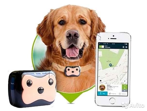 PET GPS Tracker для питомцев - фото 3 - id-p95967606