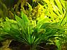 Эхинодориус амазонка, куст, фото 5