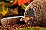 HAGEN Поилка с укрытием кокос Exo Terra Coconut Hide & Water Dish 14х24х13 см, фото 4