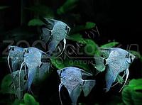 ZooAqua Скалярия голубая 2.5-3 см