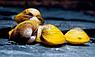 ZooAqua Улитка корбикула яванская - двухстворка желтая, фото 6