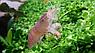 ZooAqua Креветка камерунский  Фильтратор Габонис  4-4.5 см., фото 3