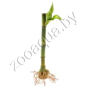 Tetra Растение шелковое Бамбук 15см - фото 2 - id-p114221504