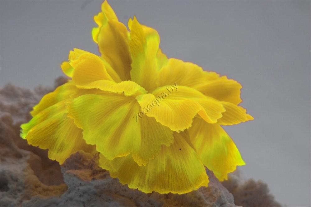 Vitality Коралл силиконовый желтый 14х11х9см (SH205SY) - фото 2 - id-p125281503