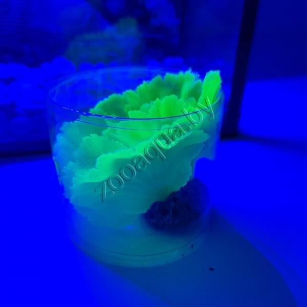 Коралл силиконовый зеленый 14х11х9см (SH205SG) - фото 3 - id-p125281494