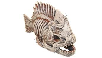 Deksi Скелет рыбы №903