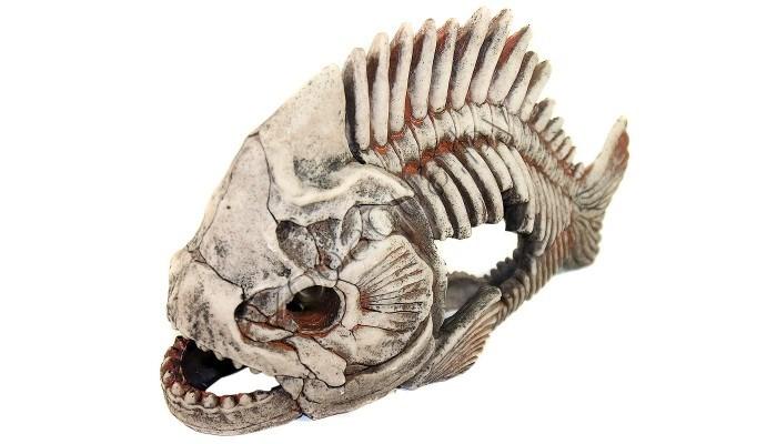 Deksi Скелет рыбы №903 - фото 2 - id-p103967909