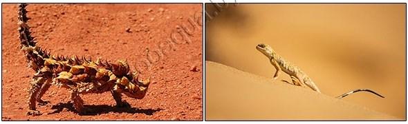 EXO-TERRA Песок для террариумов Desert Sand желтый 4,5 кг. - фото 2 - id-p139493833