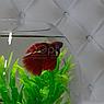 AQUA Аквариум Aqua круглый на 5 л. готовый комплект c рыбкой петушок и декором, фото 4