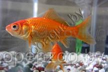 Золотая рыбка мини (для круглых аквариумов)