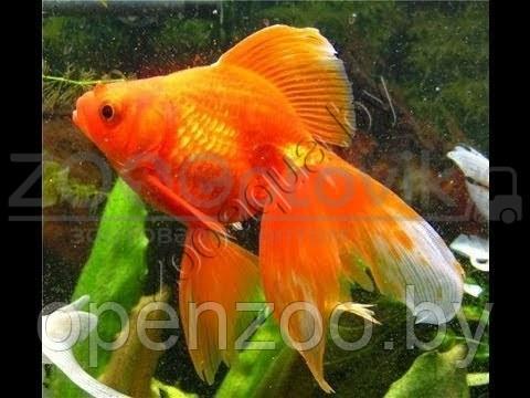Золотая рыбка мини (для круглых аквариумов) - фото 3 - id-p145038616