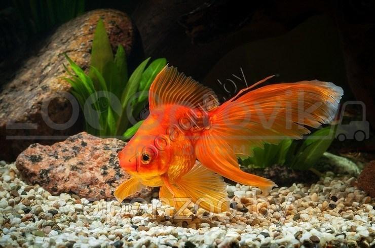 Золотая рыбка мини (для круглых аквариумов) - фото 4 - id-p145038616