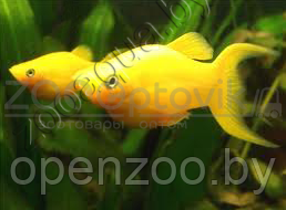 Моллинезия лирохвостая желтая - фото 2 - id-p145038619