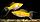 Моллинезия лирохвостая желтая, фото 3