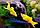 Моллинезия лирохвостая желтая, фото 4