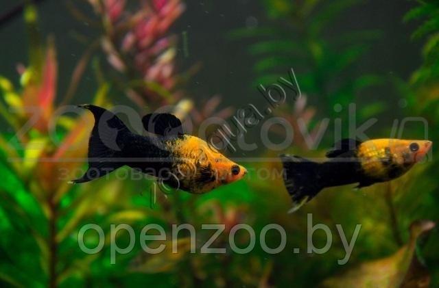 Моллинезия лирахвостая черно-желтая 4-4.5 см - фото 2 - id-p145038620