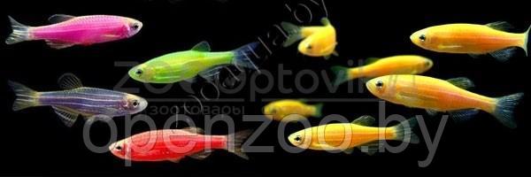 Данио морковка GloFish - фото 3 - id-p145038624