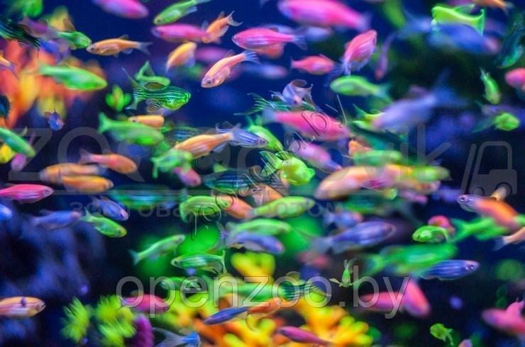 Данио морковка GloFish - фото 4 - id-p145038624