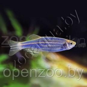 Данио голубой GloFish - фото 1 - id-p145038625