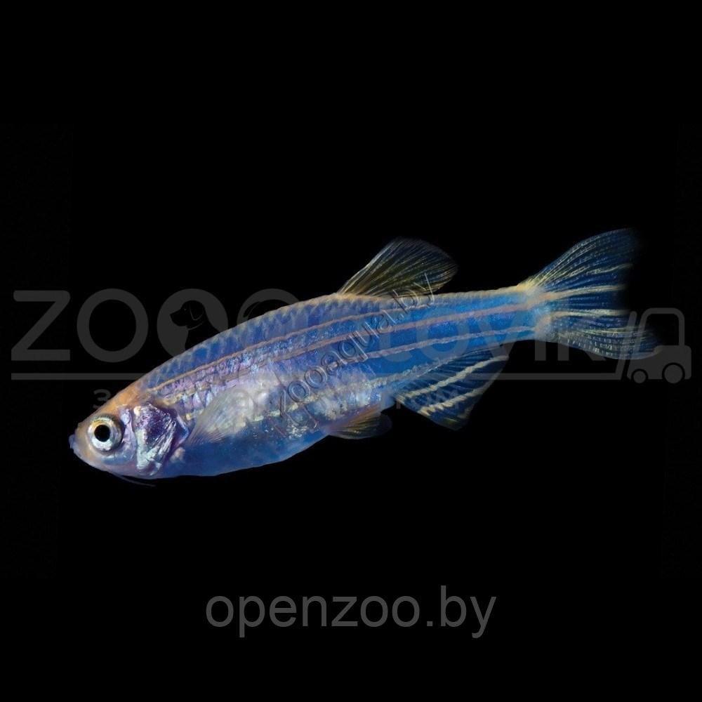 Данио голубой GloFish - фото 2 - id-p145038625