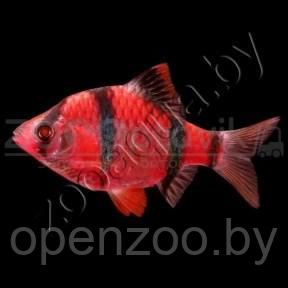 ZooAqua Барбус суматранский Glo Fish алый 2,5-2,9см