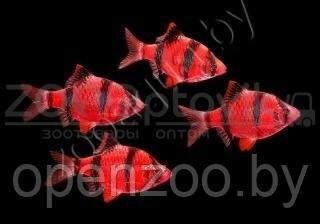 ZooAqua Барбус суматранский Glo Fish алый 2,5-2,9см - фото 3 - id-p145038602