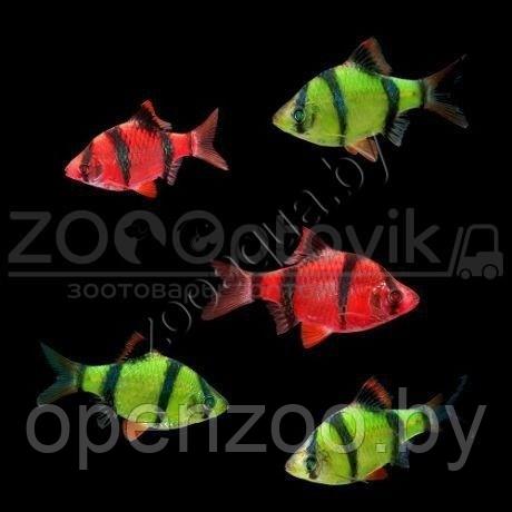 ZooAqua Барбус суматранский Glo Fish алый 2,5-2,9см - фото 4 - id-p145038602