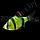 ZooAqua Барбус Сумантранский зеленый Glofish, фото 2