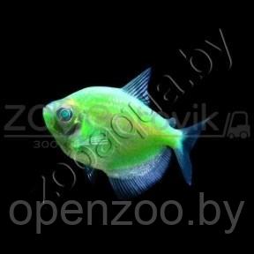 Тернеция зеленая Glofish - фото 1 - id-p145038604