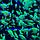 Тернеция зеленая Glofish, фото 2