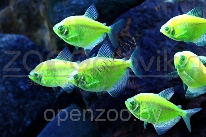 Тернеция зеленая Glofish - фото 3 - id-p145038604