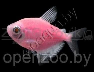 Рыбка Тернеция розовая Glofish Розовый - фото 1 - id-p145038605