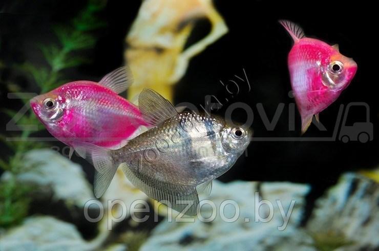 Рыбка Тернеция розовая Glofish Розовый - фото 2 - id-p145038605