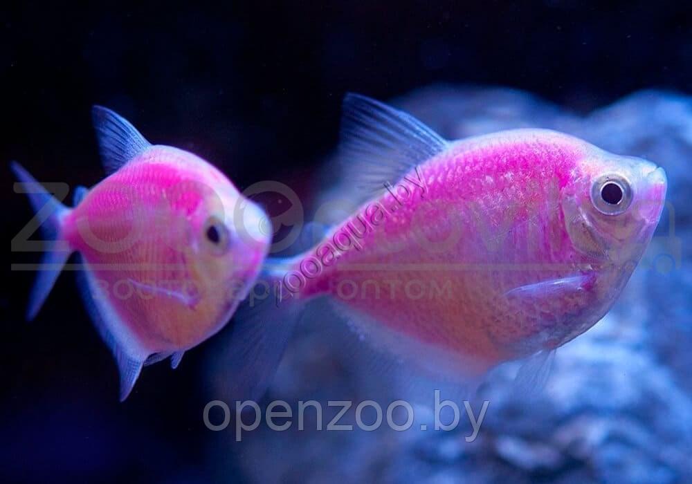 Рыбка Тернеция розовая Glofish Розовый - фото 3 - id-p145038605